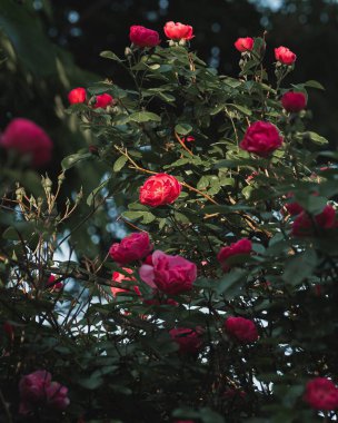 Bahçedeki güzel çiçekler