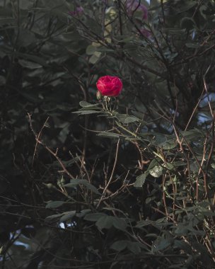 Bahçedeki güzel çiçekler