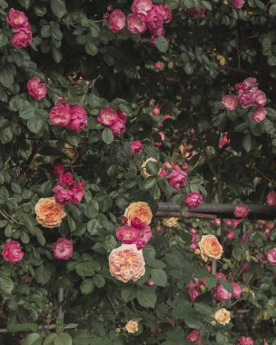 Çalılıklarda güller