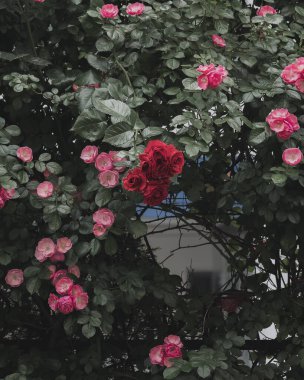 Bahçedeki güzel çiçekler