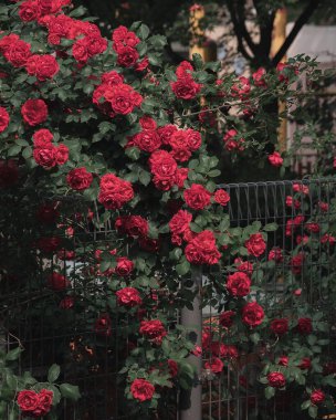 Bahçedeki güzel kırmızı güller