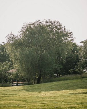 Parktaki ağaç