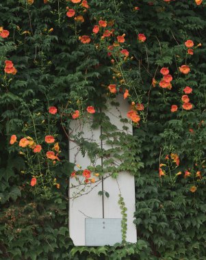 Bahçedeki güzel çiçekler