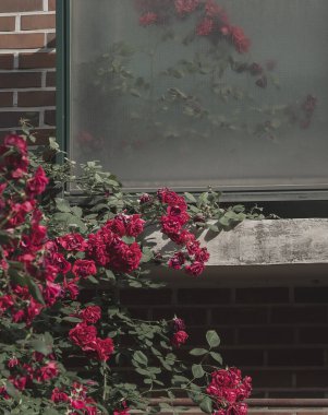 Bahçedeki güzel çiçekler