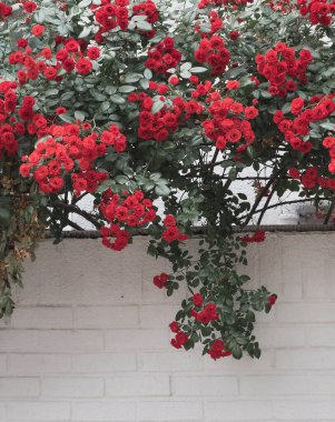 Bahçedeki güzel çiçekler