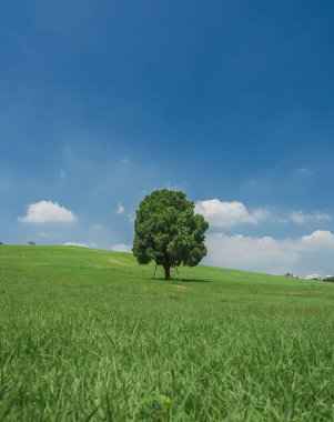 Arka planda ağaç olan güzel bir manzara.