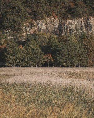 Bir ağaç ve bir ormanla sonbahar manzarası