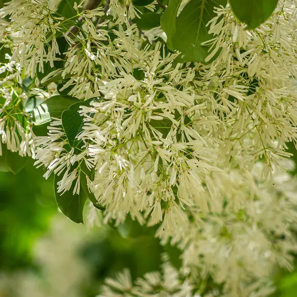 Bahçede beyaz çiçekler