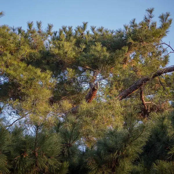 Mavi gökyüzüne karşı bir çam ağacı dalı