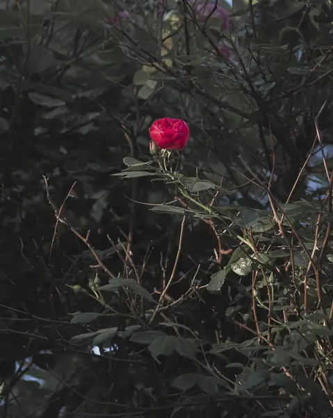 Bahçedeki güzel çiçekler