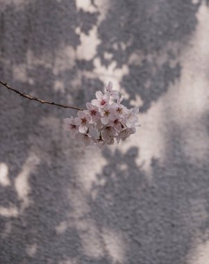 Güzel bir arka planı olan beyaz ve kahverengi bir kumaşın dikey çekimi.