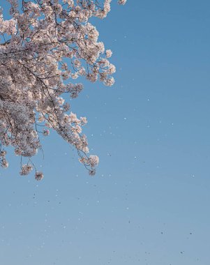 Çiçek açmış kiraz çiçekleri.