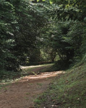 Orman yolu güneşli bir sonbahar gününde