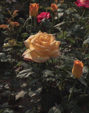 Bahçede çiçek açan güllerin dikey görüntüsü.