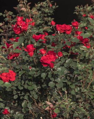 Kırmızı gül çalısı çiçek açıyor