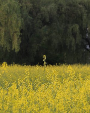 Sarı çiçekler tarlada