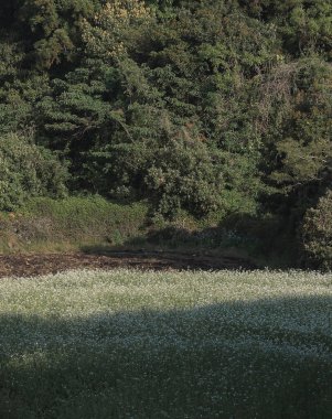 Kırsal alanda yeşil alan