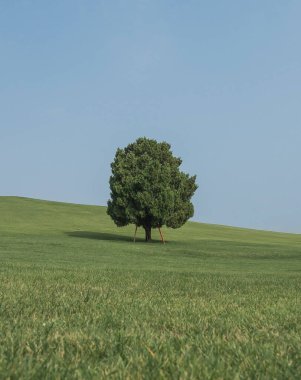 Yeşil çimenlerin üzerinde yalnız ağaç