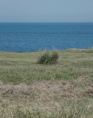 Mavi gökyüzü ile yeşil çimen