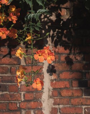 Güzel botanik fotoğrafı, doğal duvar kağıdı.