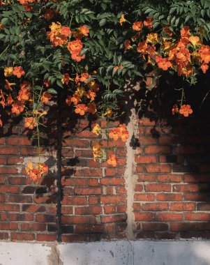 yeşil sarmaşık yapraklı turuncu tuğla duvar.