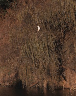 Parktaki güzel bir kuş görüntüsü.