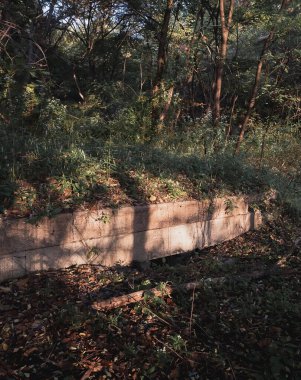 Ormanın ortasında ağaçlar olan bir ormanın dikey görüntüsü.