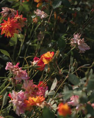 Bahçedeki güzel çiçekler