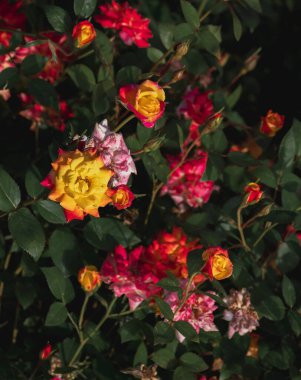 Bahçedeki güzel çiçekler