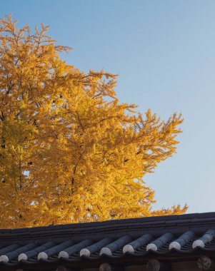 Güzel sonbahar yaprakları, bitki örtüsü