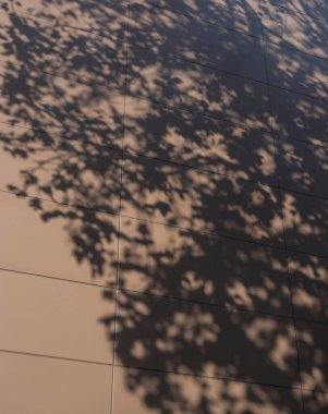 Bir ağacın duvarında gölgeler.