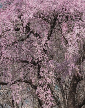 Japonya 'da kiraz çiçeği