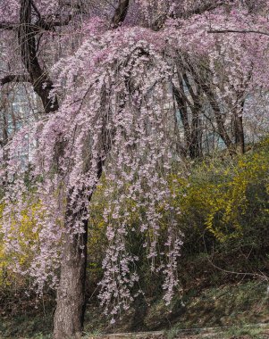 Ormanda güzel çiçekler