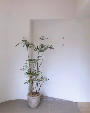 bir bitkisi olan modern bir daire