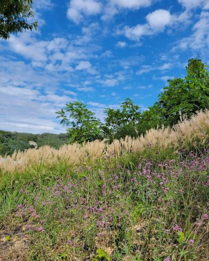 Ormanda güzel çiçekler