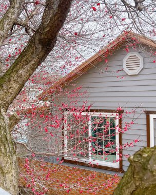 Japonya 'da kırmızı kiraz çiçeği