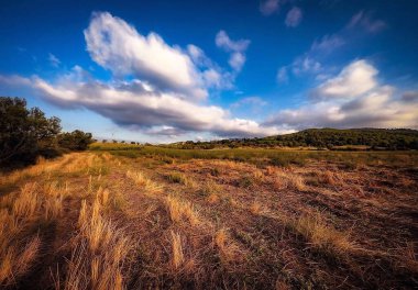 Buğday tarlası ve mavi gökyüzü olan güzel bir manzara.