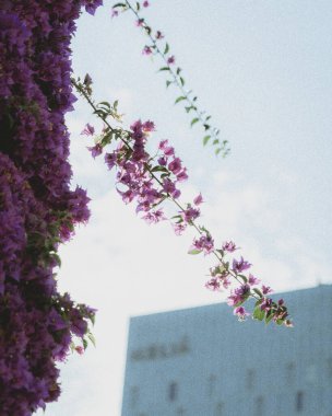 Güzel botanik fotoğrafı, doğal duvar kağıdı.