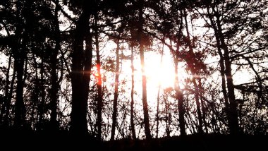 Sabah güzel bir orman