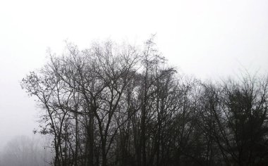 Ağaç dalları, bitki örtüsü.