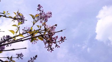 Güzel botanik fotoğrafı, doğal duvar kağıdı.