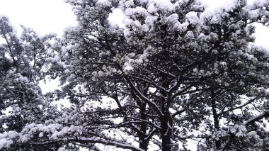 Karla kaplı ağaçlarla kaplı güzel kış manzarası