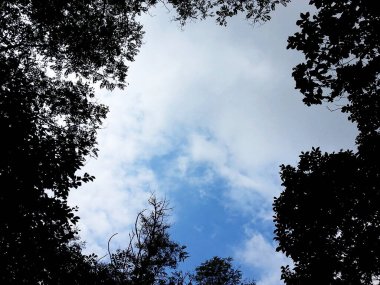 Ormanın güzel manzarası