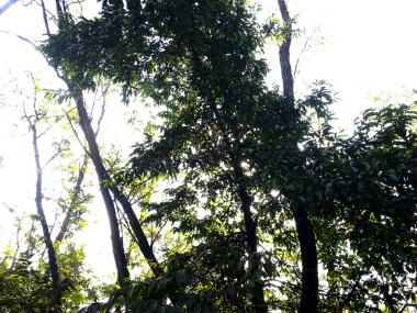 Güzel botanik fotoğrafı, doğal duvar kağıdı.