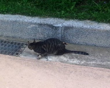 Şehirdeki kedi.