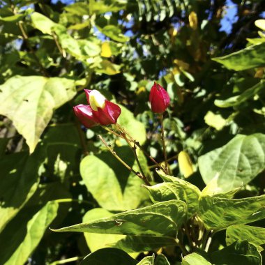 Kırmızı çiçeklerin yakın çekimi.