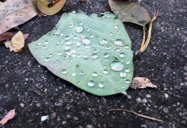 Yerdeki ıslak yaprak yağmurdan sonra