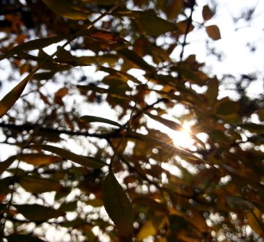 Güzel botanik fotoğrafı, doğal duvar kağıdı.