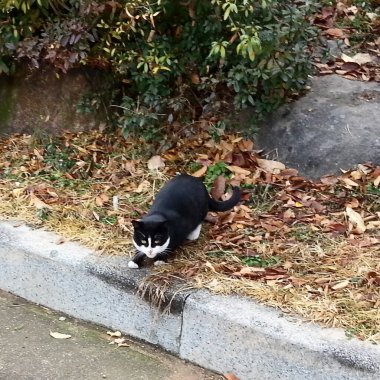 Yolda oturan bir kedi.