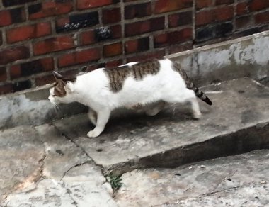 Kedi sokakta uyuyor.